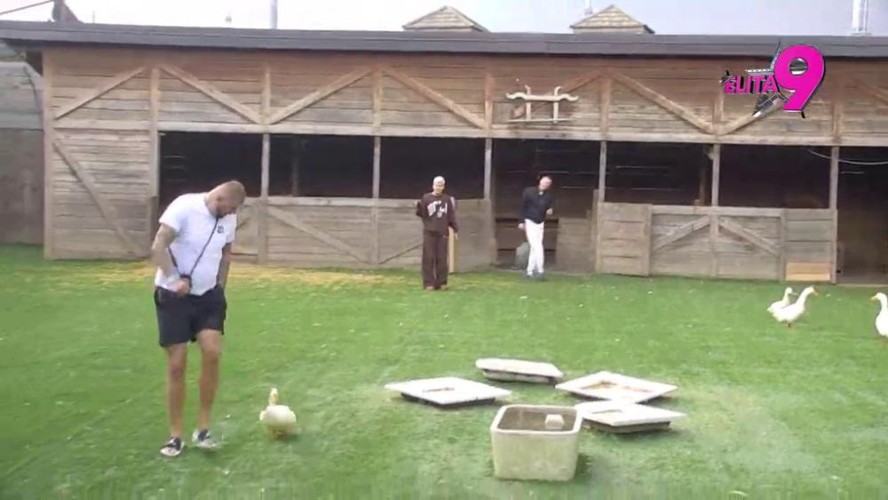 PRIZOR KAKAV SE RETKO VIĐA: Patka pojurila Janjuša u ekonomskom, njegova reakcija će vam popraviti dan! (VIDEO)